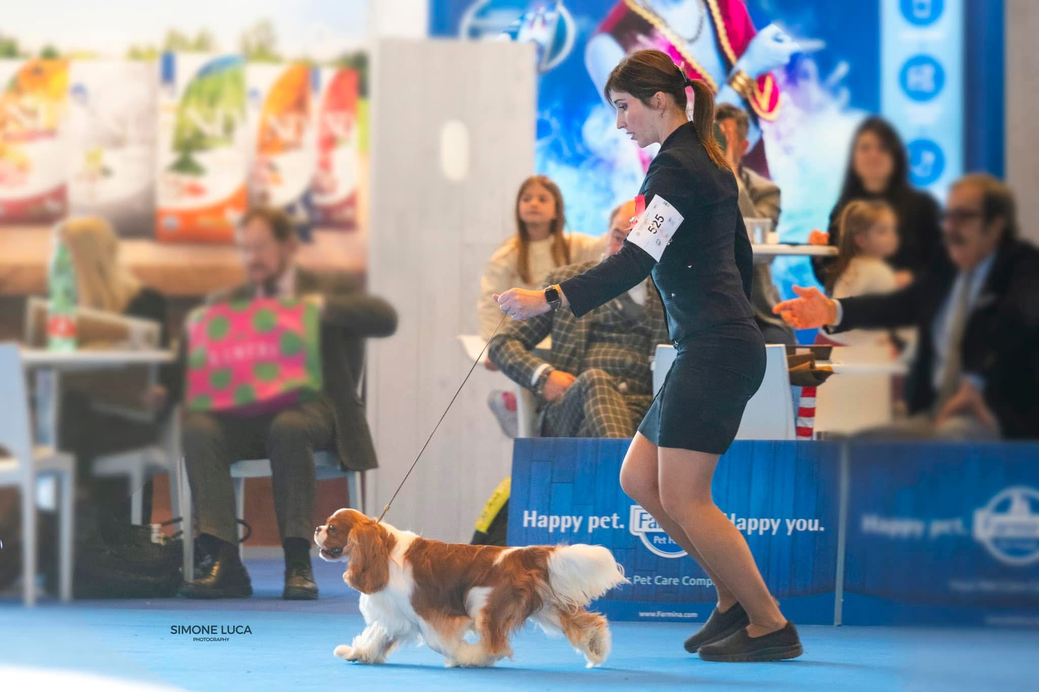 Esposizioni Cavalier King Charles Spaniel