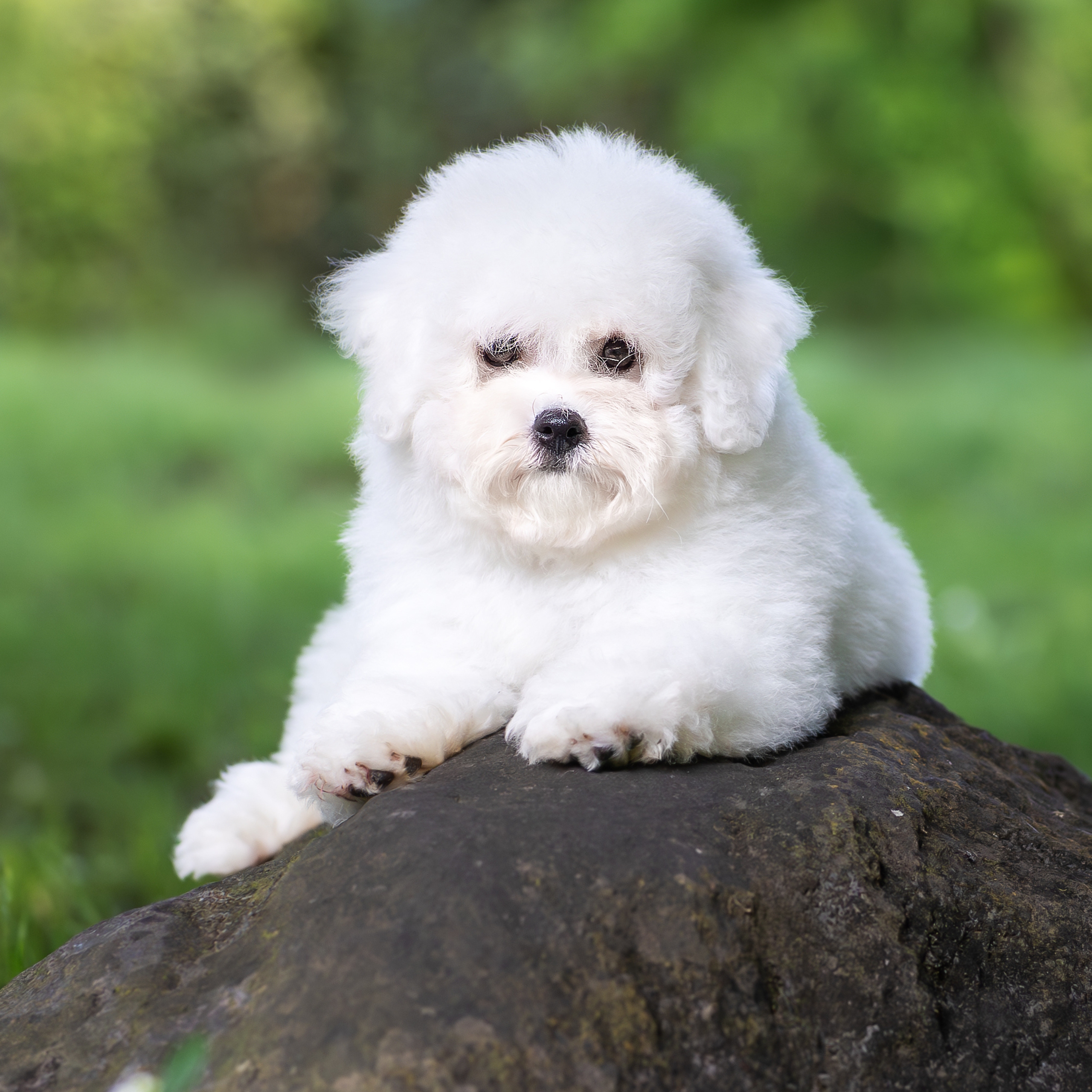 brichon frise Allevamento Bichon Frise Roma